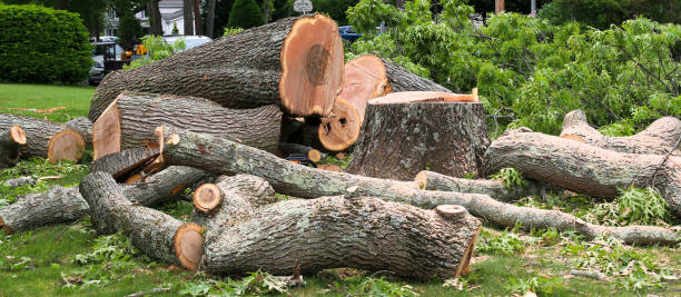 How Our Tree Care Process Works  in  Calimesa, CA